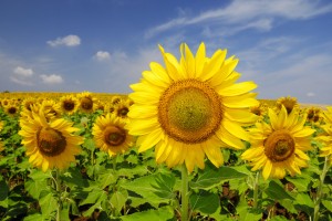 Sunflowers field in summer